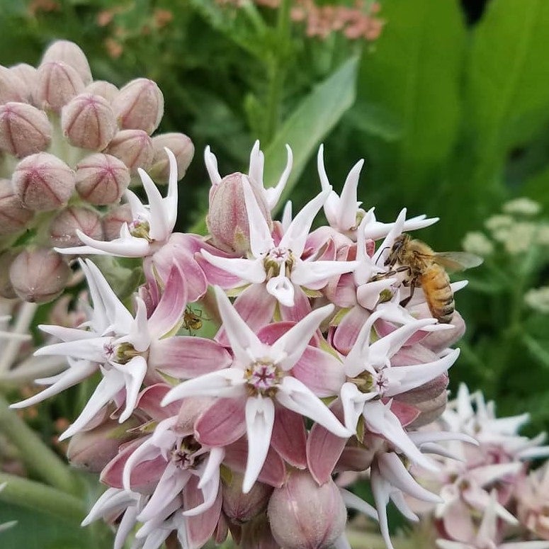 Backyard Conservation